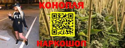 сатива Малгобек